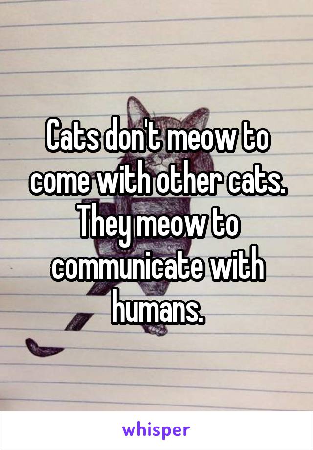 Cats don't meow to come with other cats. They meow to communicate with humans.
