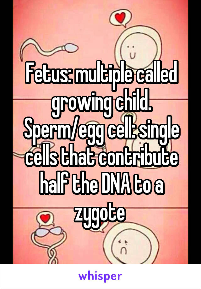 Fetus: multiple called growing child. Sperm/egg cell: single cells that contribute half the DNA to a zygote 