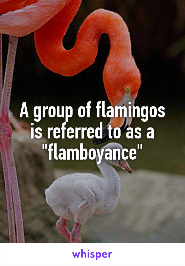 A group of flamingos is referred to as a "flamboyance"
