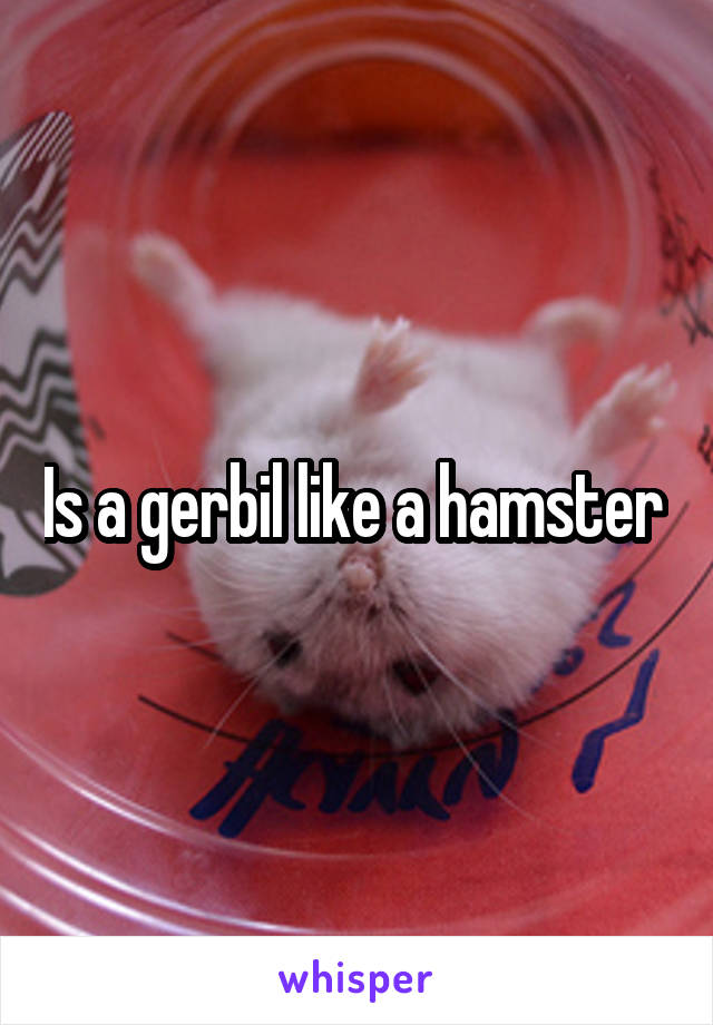 Is a gerbil like a hamster 