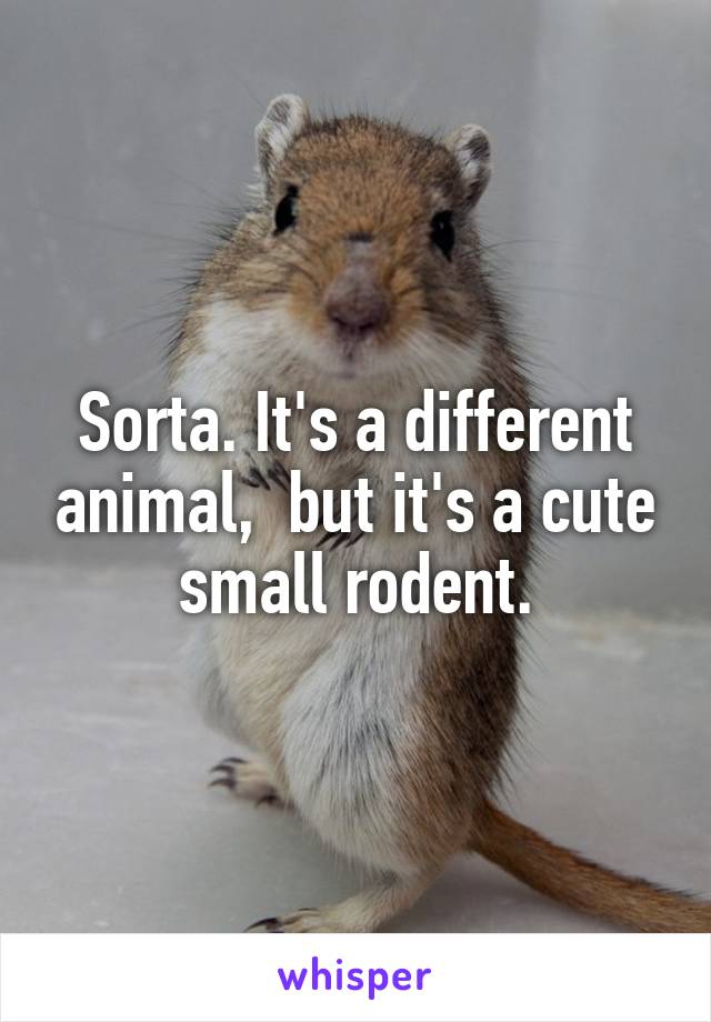 Sorta. It's a different animal,  but it's a cute small rodent.