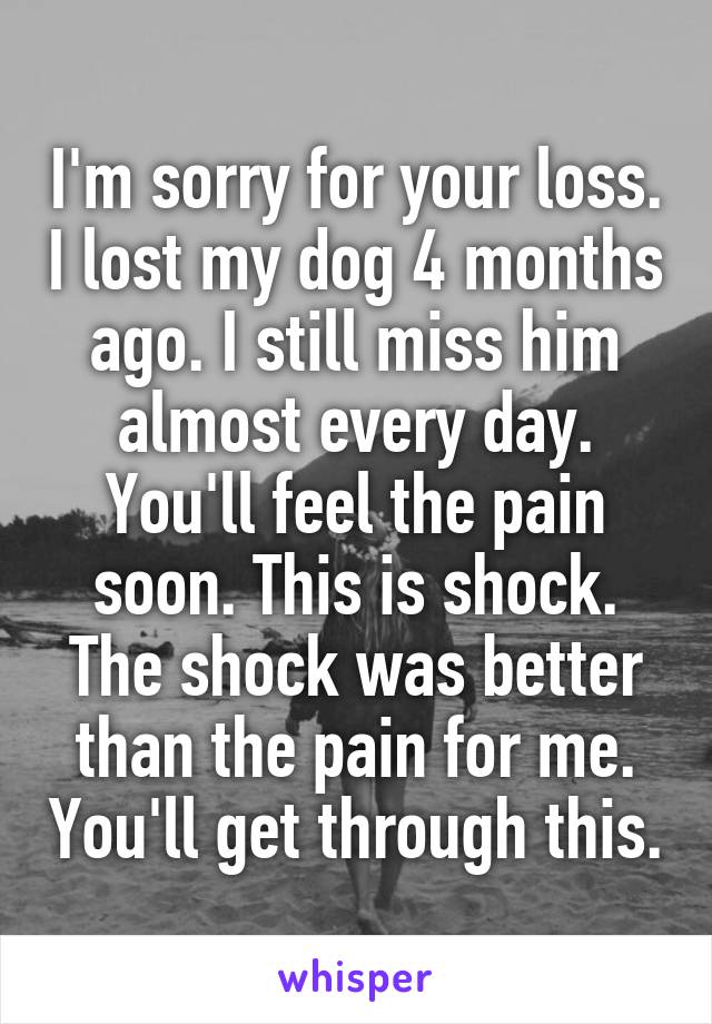 I'm sorry for your loss. I lost my dog 4 months ago. I still miss him almost every day. You'll feel the pain soon. This is shock. The shock was better than the pain for me. You'll get through this.