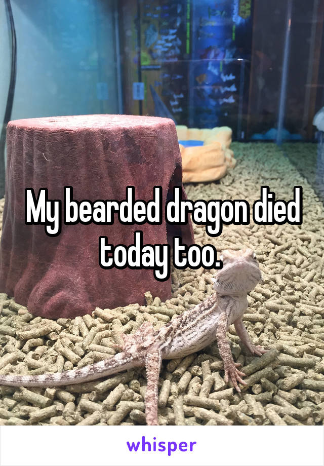 My bearded dragon died today too. 