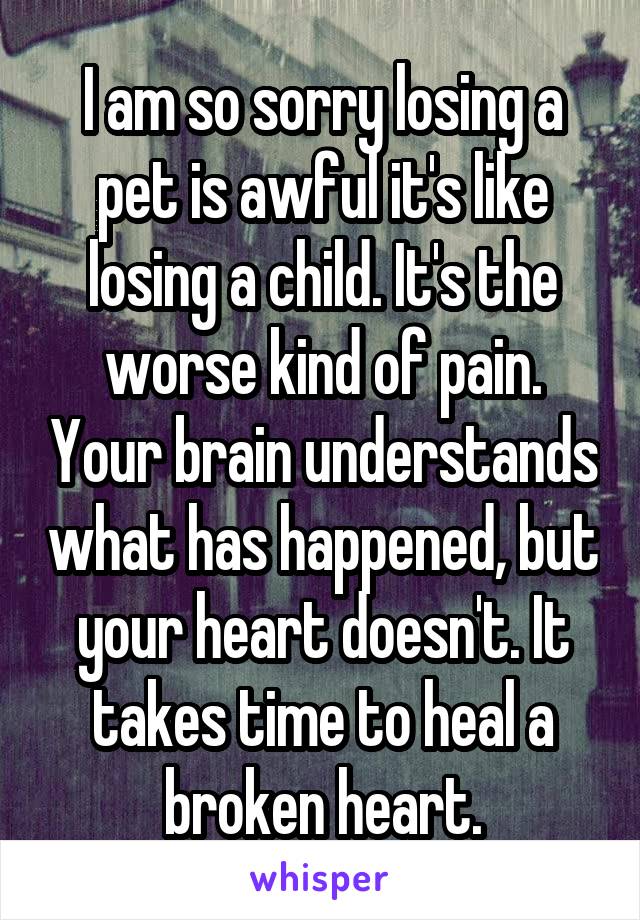 I am so sorry losing a pet is awful it's like losing a child. It's the worse kind of pain. Your brain understands what has happened, but your heart doesn't. It takes time to heal a broken heart.