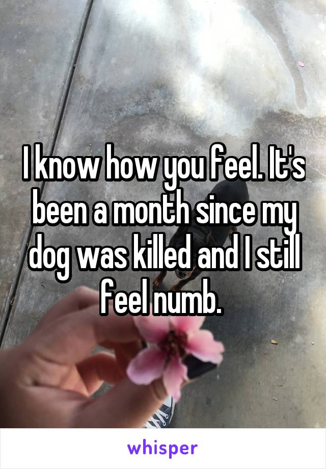 I know how you feel. It's been a month since my dog was killed and I still feel numb. 