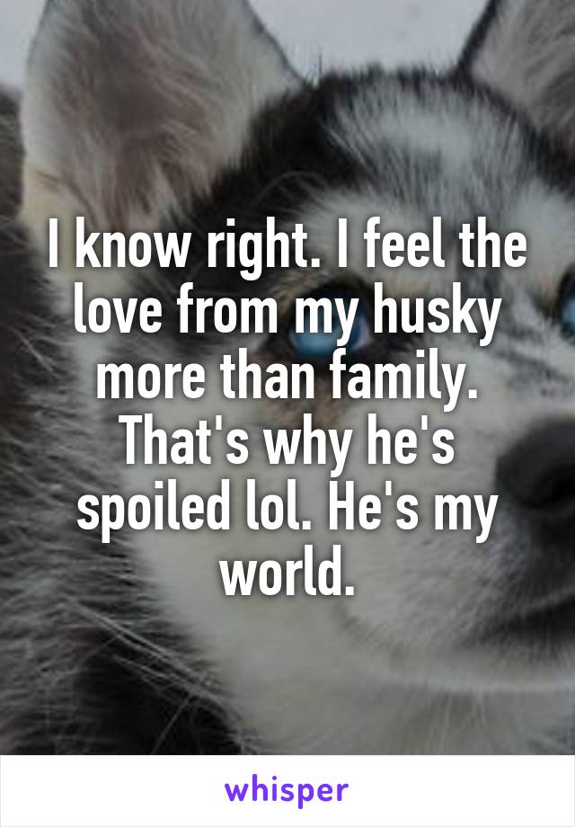 I know right. I feel the love from my husky more than family. That's why he's spoiled lol. He's my world.