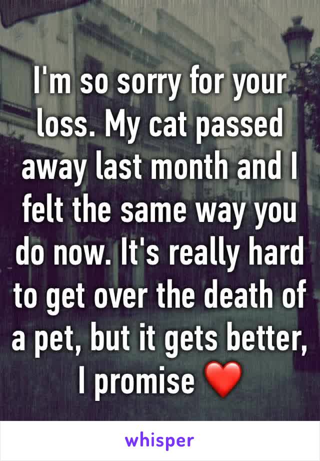 I'm so sorry for your loss. My cat passed away last month and I felt the same way you do now. It's really hard to get over the death of a pet, but it gets better, I promise ❤️