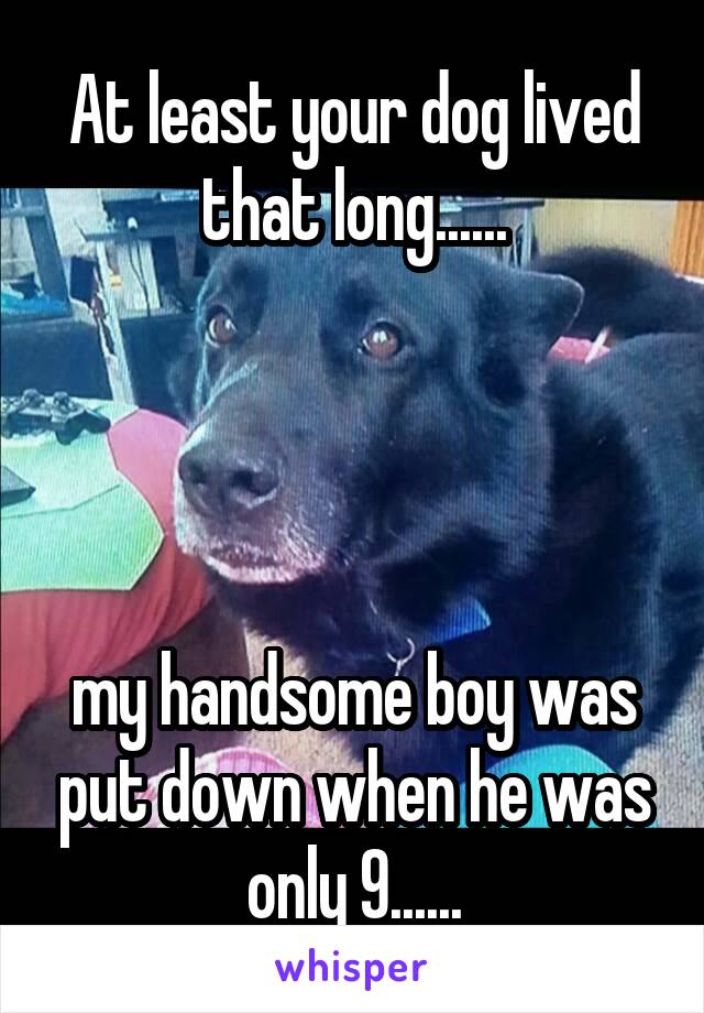 At least your dog lived that long......




my handsome boy was put down when he was only 9......