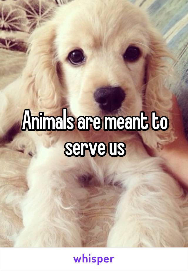 Animals are meant to serve us