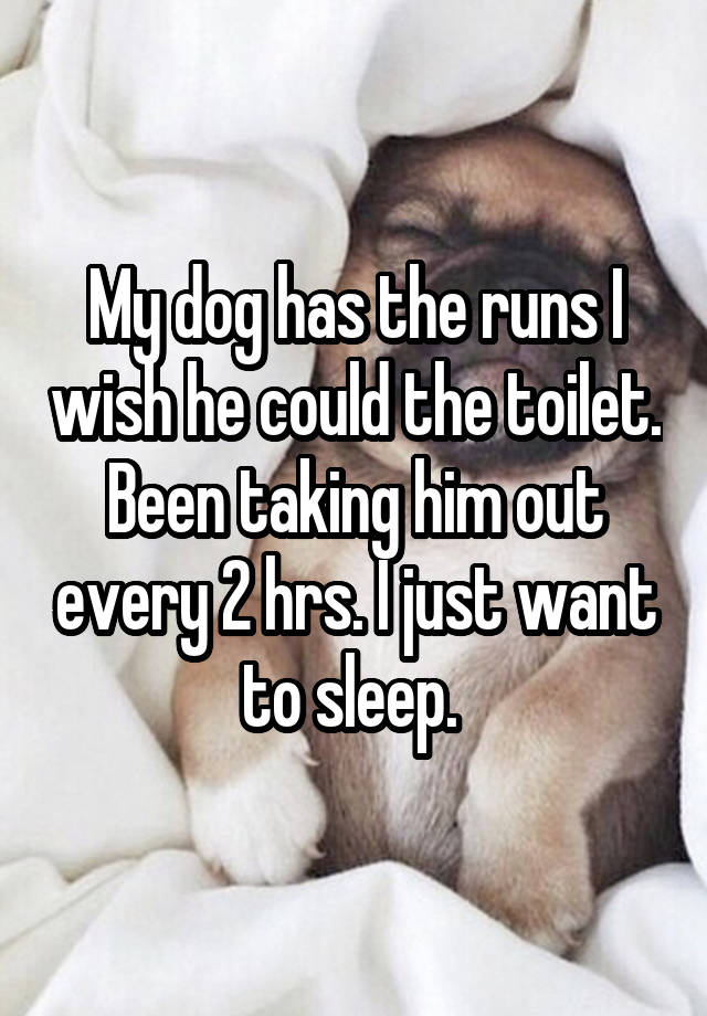 my-dog-has-the-runs-i-wish-he-could-the-toilet-been-taking-him-out