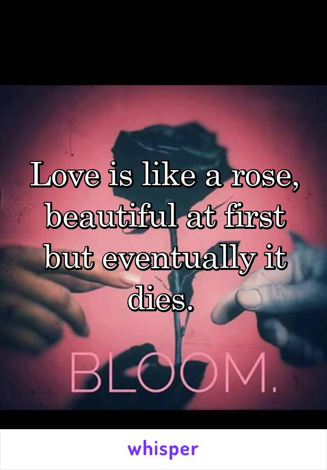 Love is like a rose, beautiful at first but eventually it dies. 