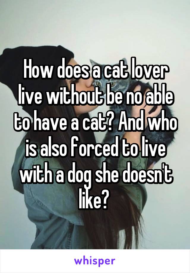 How does a cat lover live without be no able to have a cat? And who is also forced to live with a dog she doesn't like? 