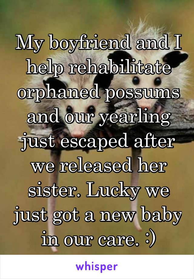 My boyfriend and I help rehabilitate orphaned possums and our yearling just escaped after we released her sister. Lucky we just got a new baby in our care. :)