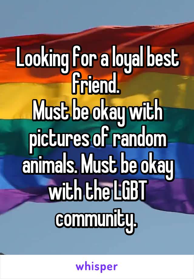 Looking for a loyal best friend. 
Must be okay with pictures of random animals. Must be okay with the LGBT community. 