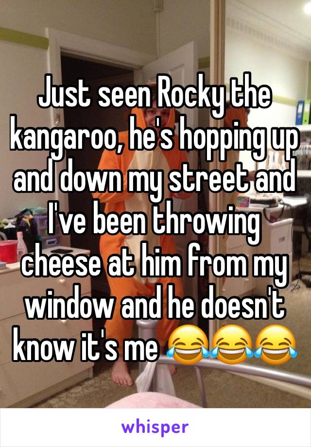 Just seen Rocky the kangaroo, he's hopping up and down my street and I've been throwing cheese at him from my window and he doesn't know it's me 😂😂😂