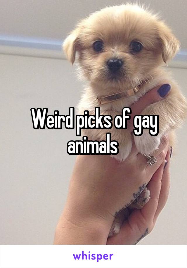 Weird picks of gay animals 