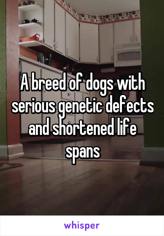 A breed of dogs with serious genetic defects and shortened life spans