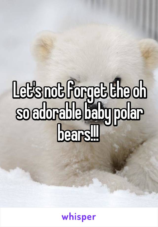 Let's not forget the oh so adorable baby polar bears!!! 