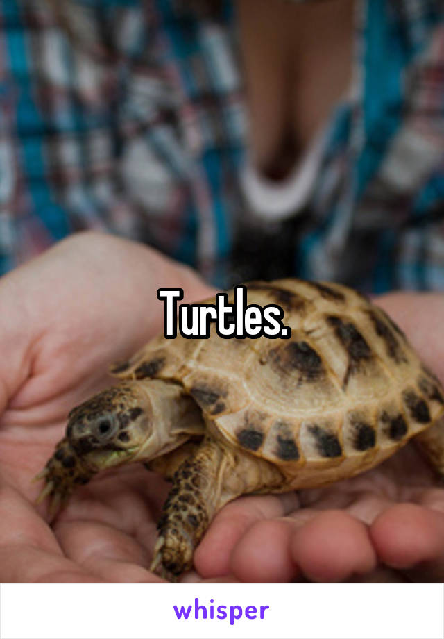 Turtles.