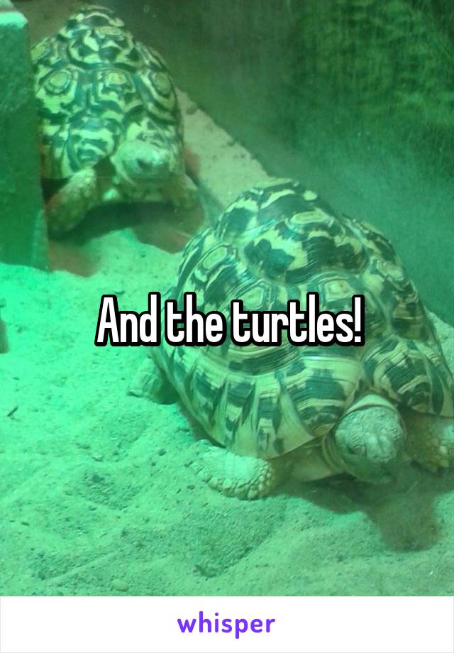 And the turtles!