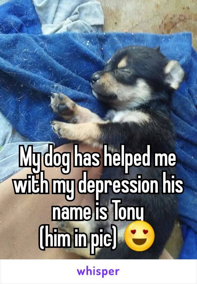 



My dog has helped me with my depression his name is Tony
(him in pic) 😍