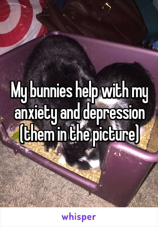 My bunnies help with my anxiety and depression (them in the picture)