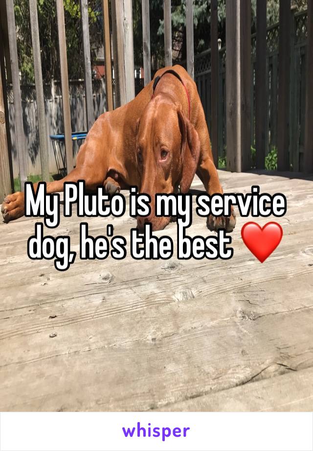 My Pluto is my service dog, he's the best ❤️