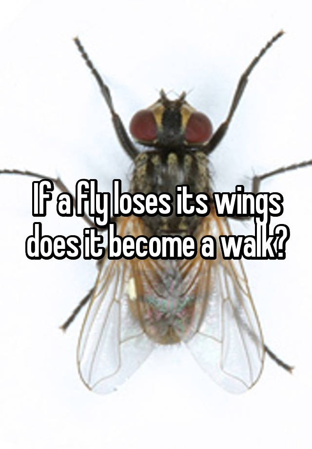 if-a-fly-loses-its-wings-does-it-become-a-walk