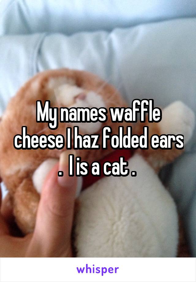 My names waffle cheese I haz folded ears .  I is a cat . 