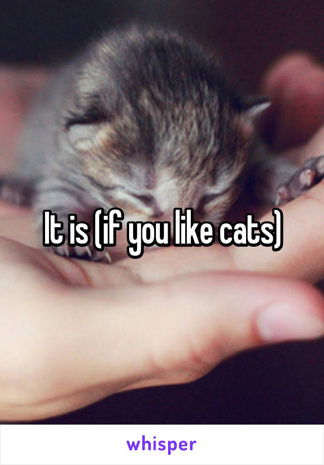 It is (if you like cats)