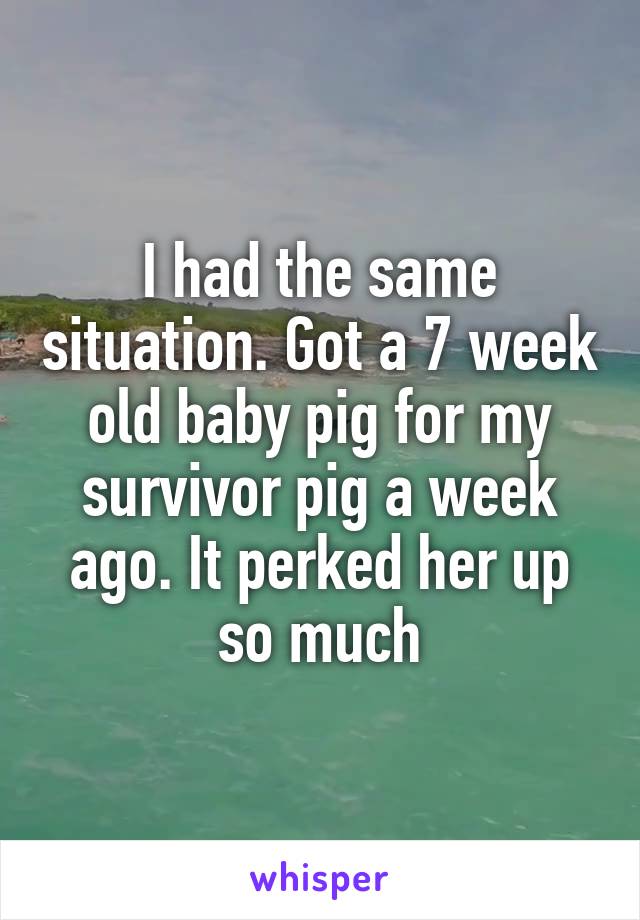 I had the same situation. Got a 7 week old baby pig for my survivor pig a week ago. It perked her up so much