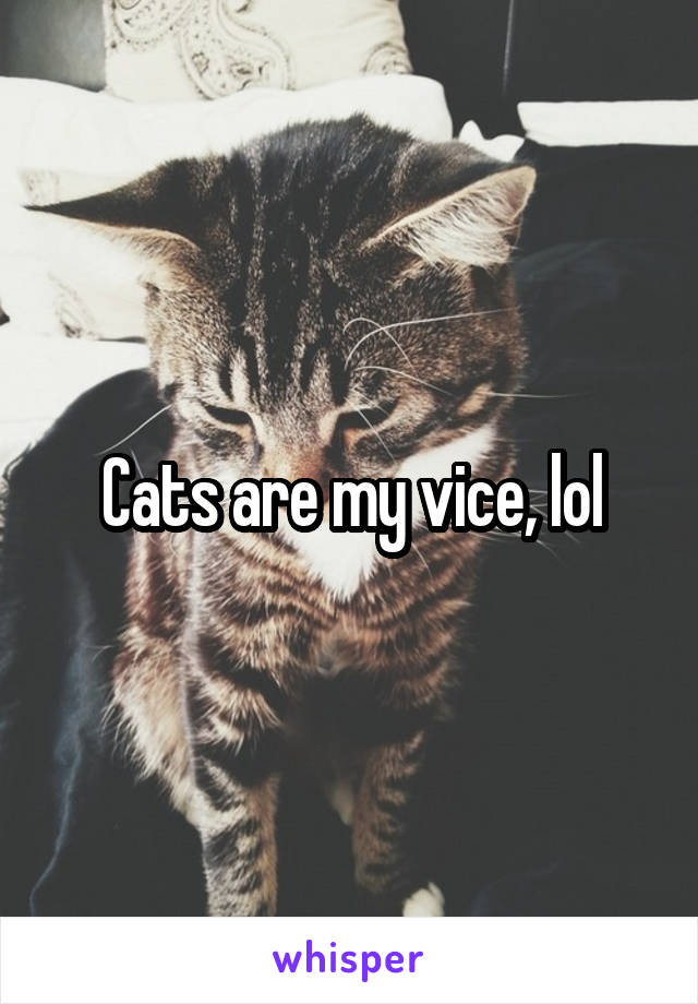 Cats are my vice, lol