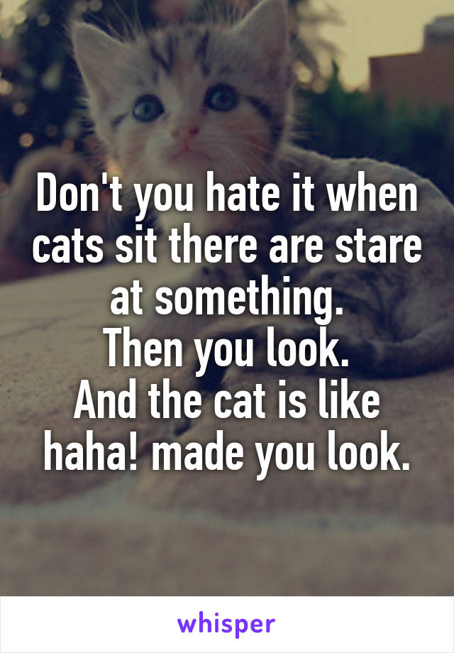 Don't you hate it when cats sit there are stare at something.
Then you look.
And the cat is like haha! made you look.