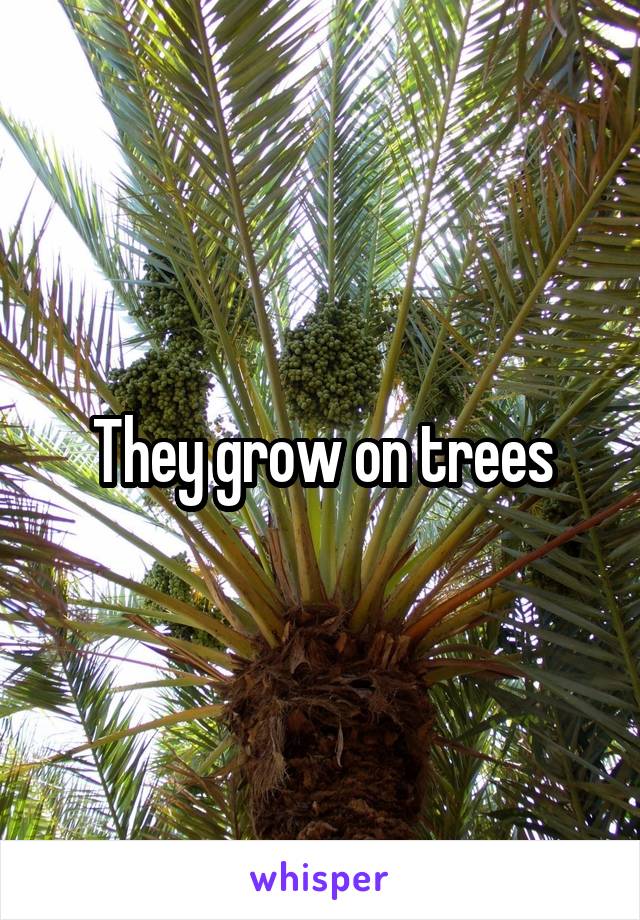 They grow on trees