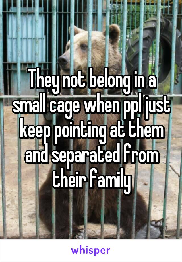 They not belong in a small cage when ppl just keep pointing at them and separated from their family