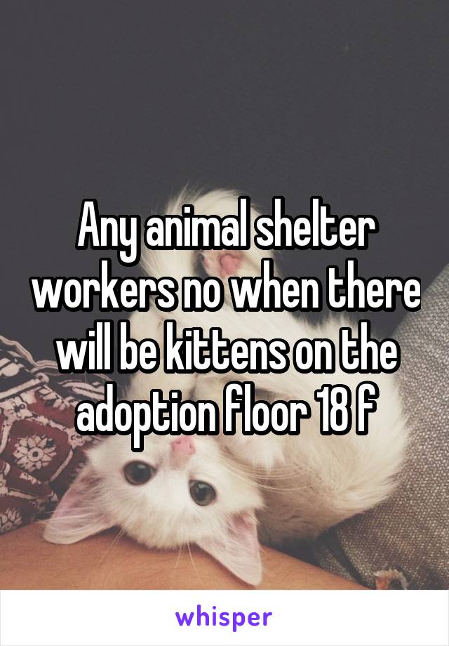 Any animal shelter workers no when there will be kittens on the adoption floor 18 f