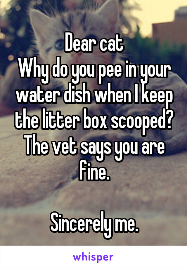 Dear cat
Why do you pee in your water dish when I keep the litter box scooped? The vet says you are fine.

Sincerely me.