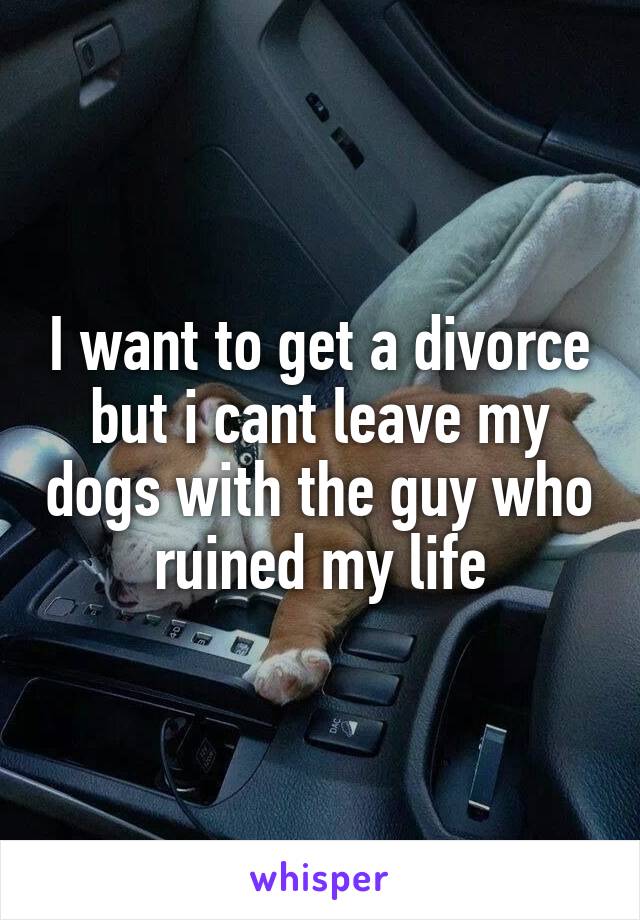 I want to get a divorce but i cant leave my dogs with the guy who ruined my life