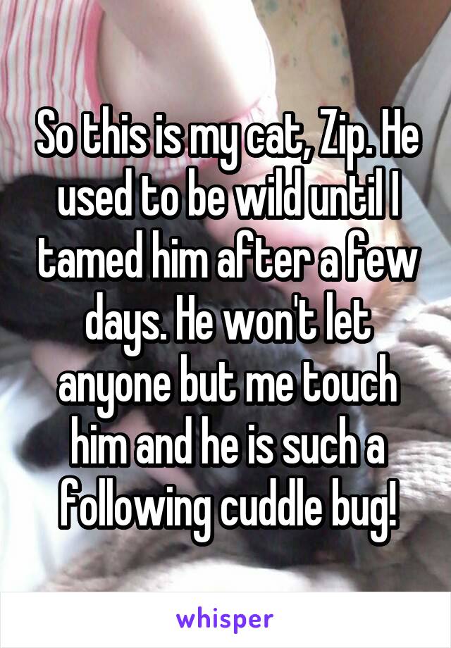 So this is my cat, Zip. He used to be wild until I tamed him after a few days. He won't let anyone but me touch him and he is such a following cuddle bug!