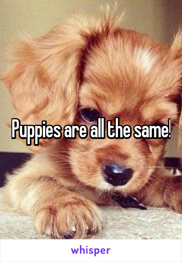 Puppies are all the same!