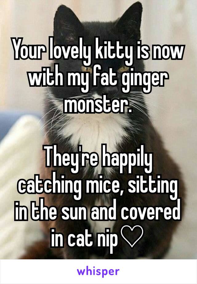 Your lovely kitty is now with my fat ginger monster.

They're happily catching mice, sitting in the sun and covered in cat nip♡