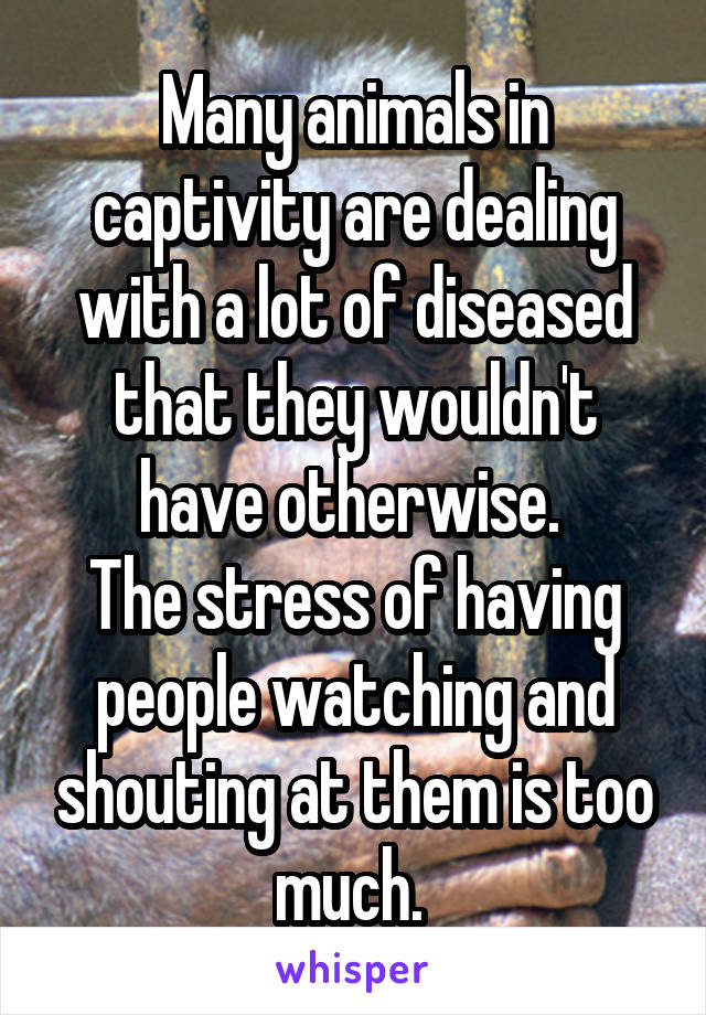 Many animals in captivity are dealing with a lot of diseased that they wouldn't have otherwise. 
The stress of having people watching and shouting at them is too much. 