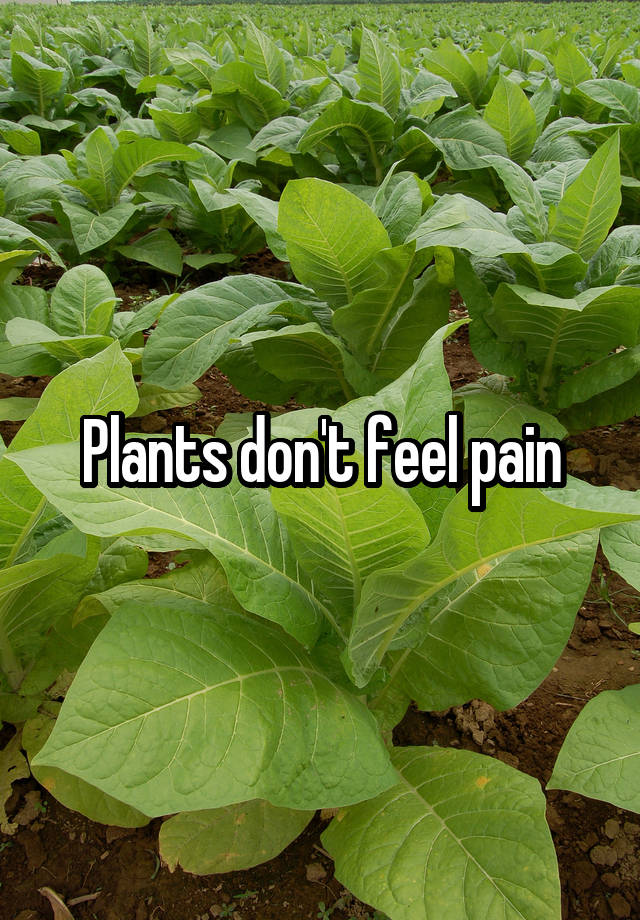 Plants don't feel pain