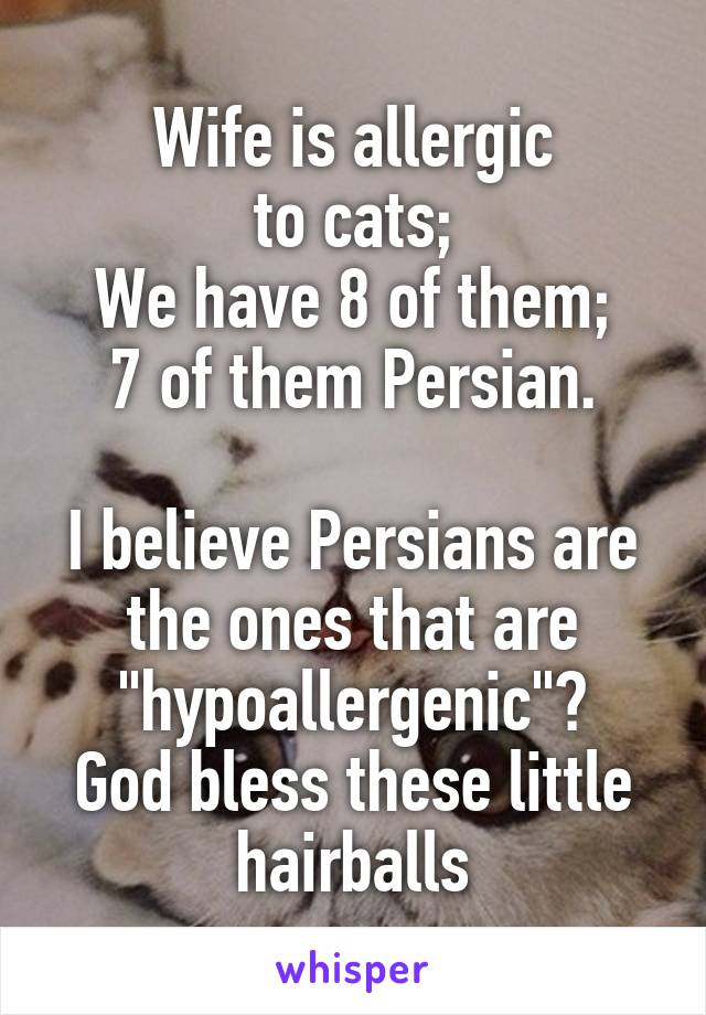 Wife is allergic
to cats;
We have 8 of them;
7 of them Persian.

I believe Persians are the ones that are "hypoallergenic"?
God bless these little hairballs