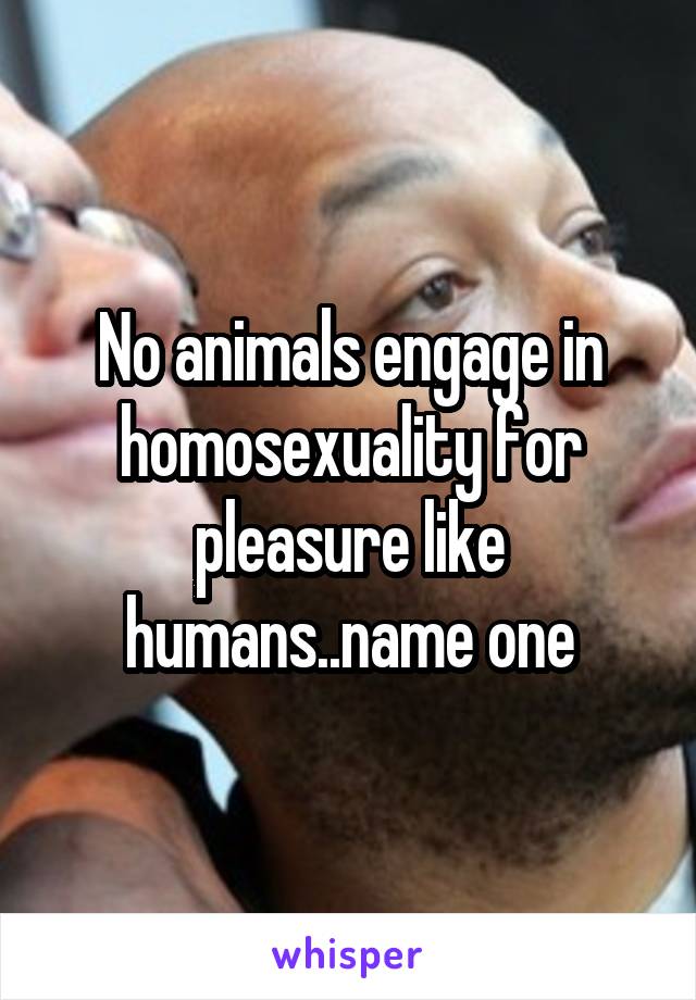 No animals engage in homosexuality for pleasure like humans..name one