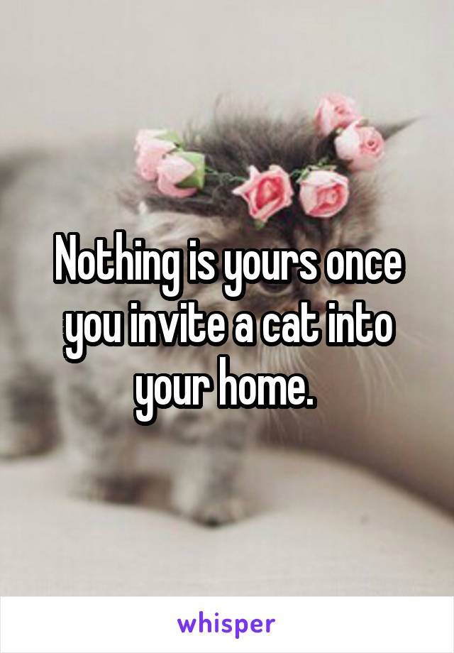 Nothing is yours once you invite a cat into your home. 