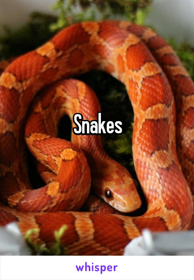 Snakes
