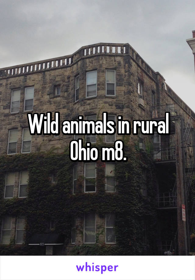 Wild animals in rural Ohio m8.