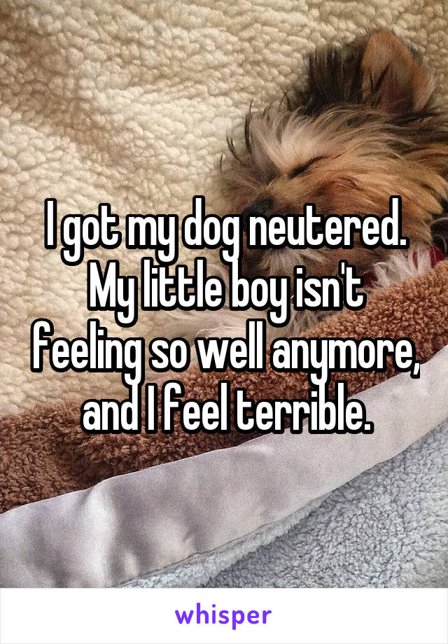 I got my dog neutered. My little boy isn't feeling so well anymore, and I feel terrible.