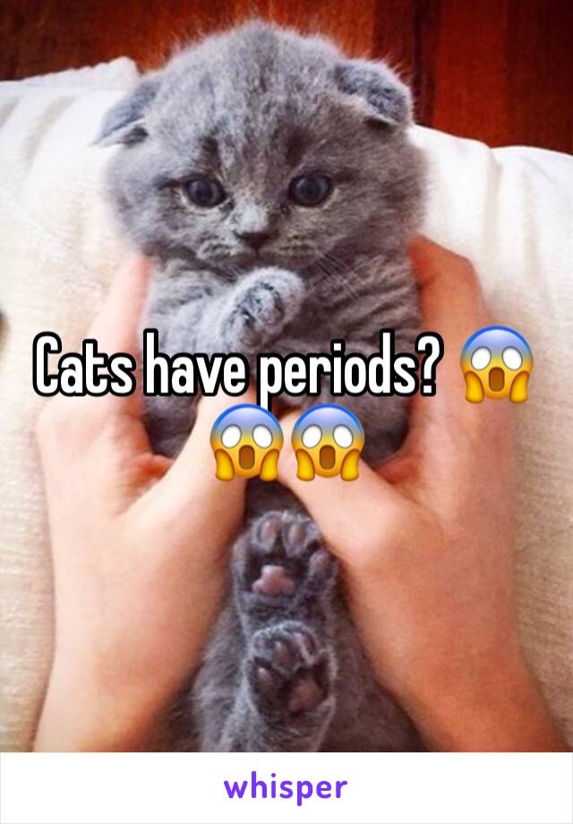Cats have periods? 😱😱😱